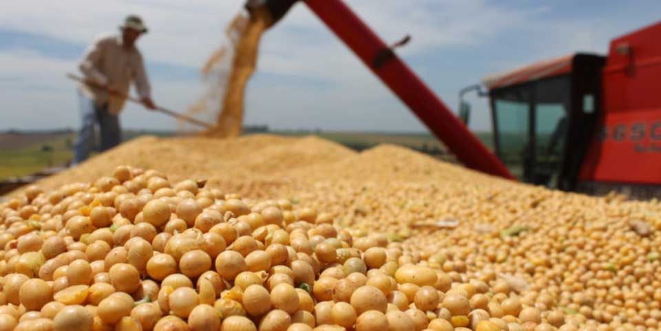 Produtor brasileiro está aumentando a área plantada com soja no País