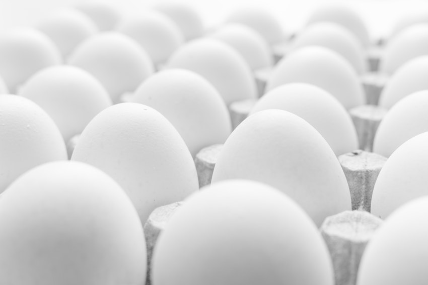 Brasil bate recorde de exportação de ovos fertilizados em 2021