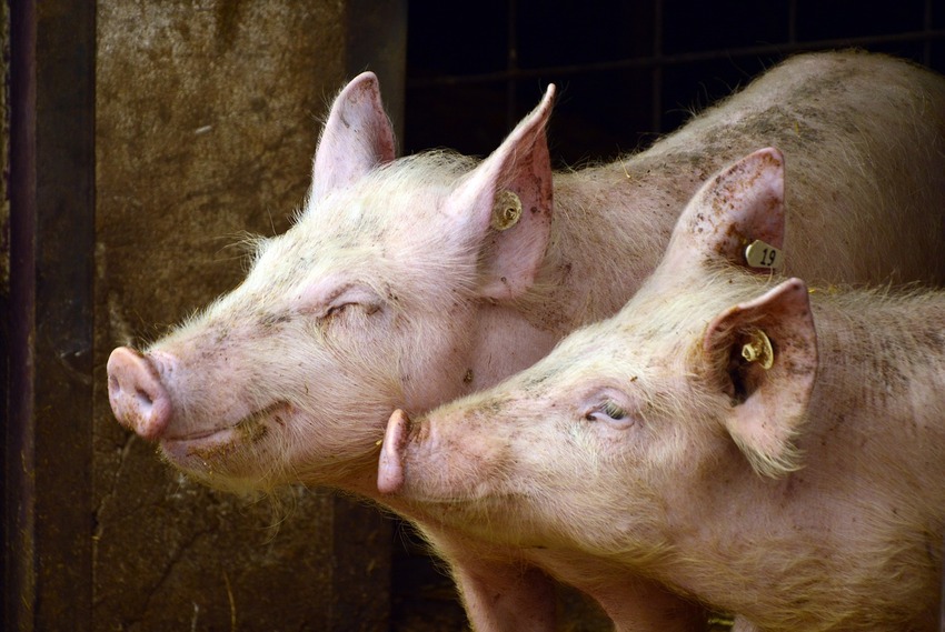 Exportação de carne suína fecha janeiro com desempenho fraco e preocupações com afastamento da China