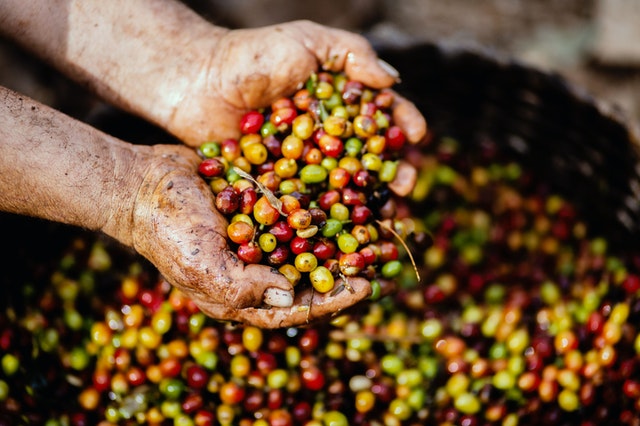 Venda de café do Brasil do ciclo 21/22 avança para 86% do total