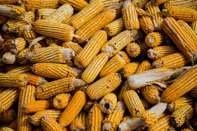 Produção global de milho deve ser maior do que o esperado