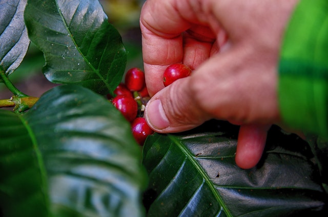 Participação brasileira na Specialty Coffee Expo 2022 rende US$ 18,6 mi em negócios imediatos