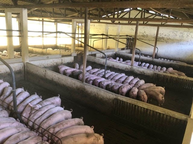 Preços no mercado de suínos teve ganhos nesta terça-feira
