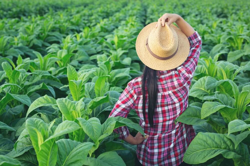 Programa de Fidelidade de Rocha Fértil Agropet