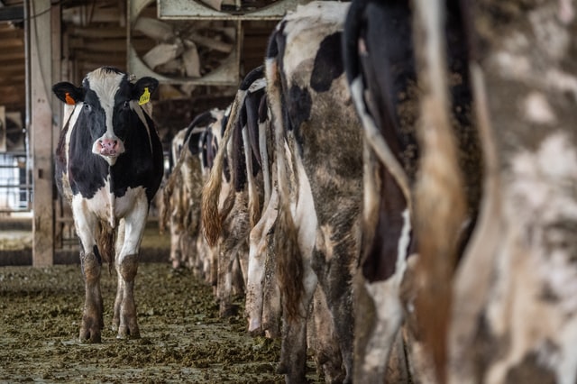 Conheça as cinco doenças mais comuns na pecuária leiteira